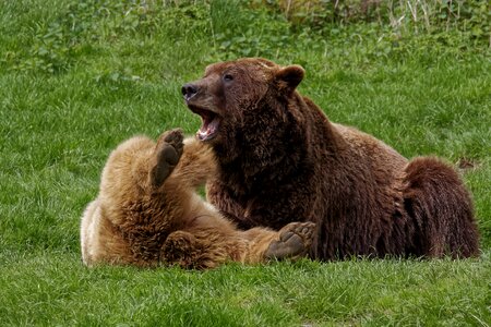 Brown bear furry nature
