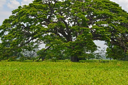 Sri lanka landscape green photo