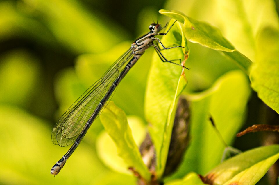 Nature multiplication animal world