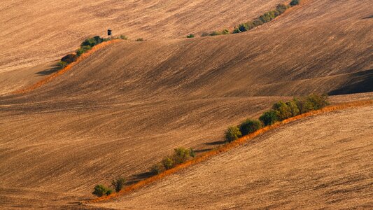 Landscape summer bryony photo