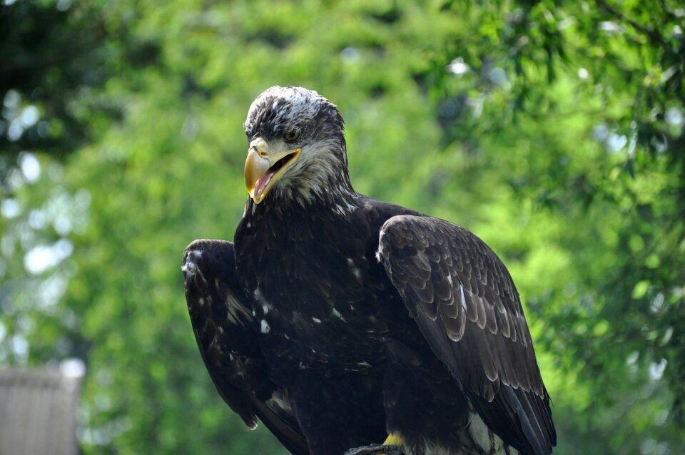 Eagle bird portrait
