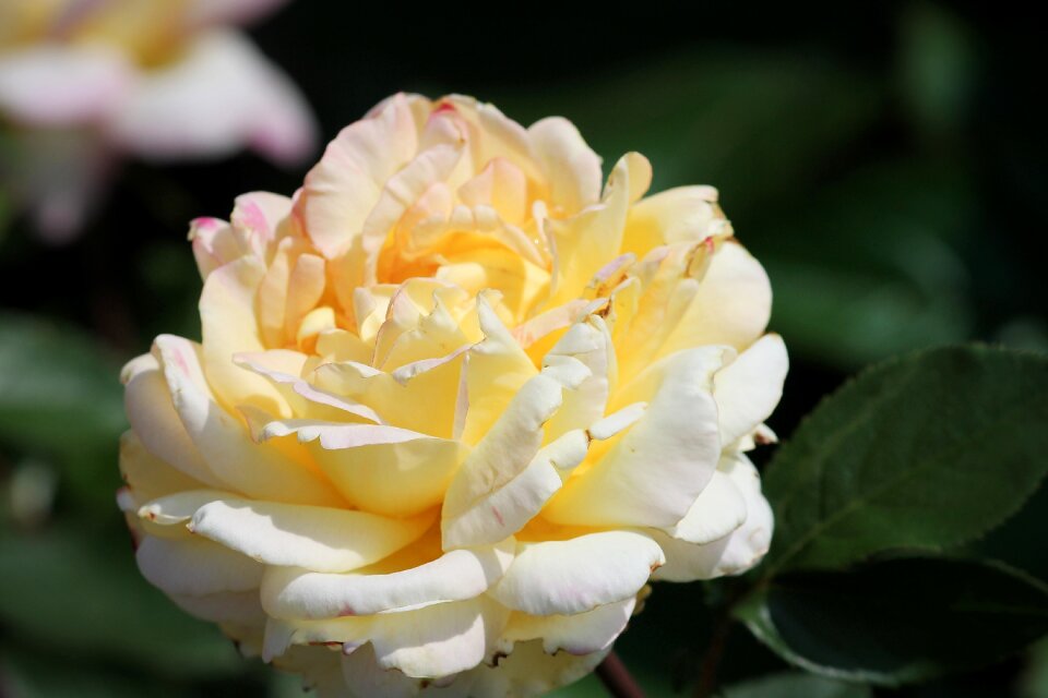 Garden rose petals close up photo