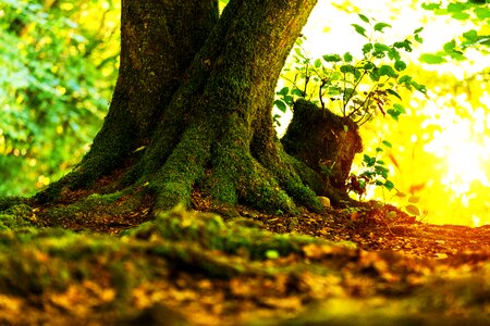 Moss forest nature