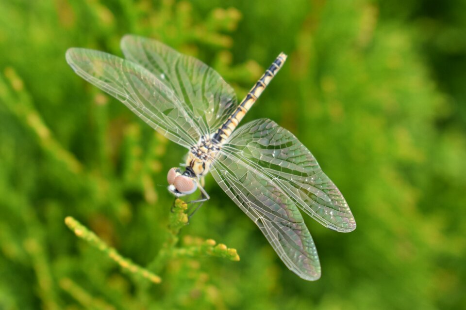 Insect leaf branch