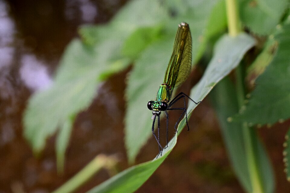 Nature insect animals
