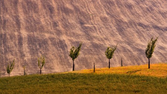 Trees summer landscape