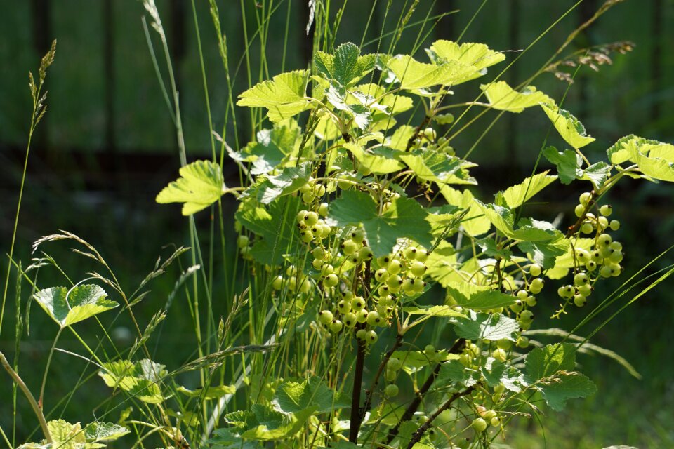 Fruits green currant leaves