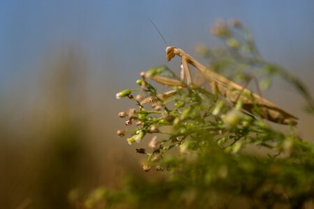 Insect macro creature