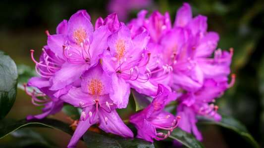 Rhododendron pink flower photo