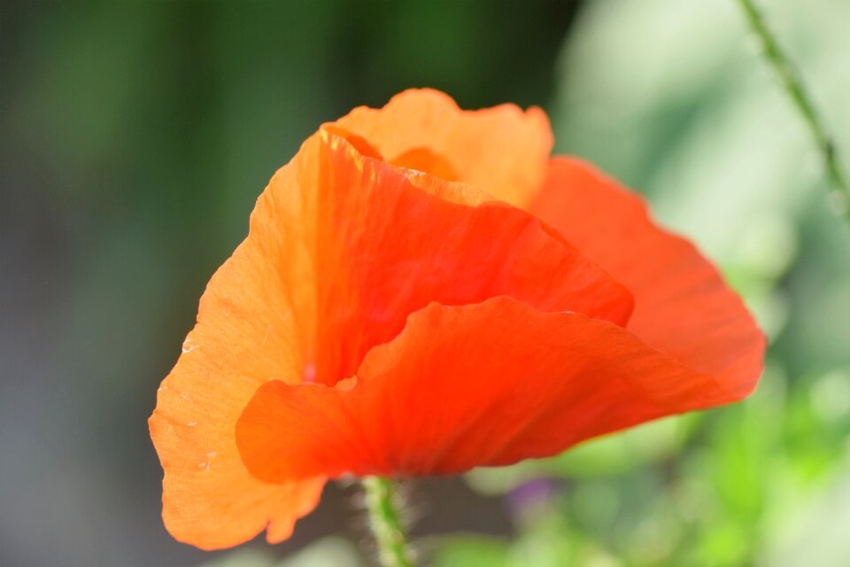 Field garden flora