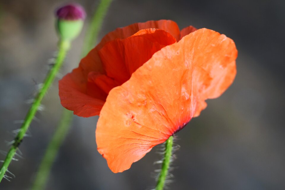 Field garden flora