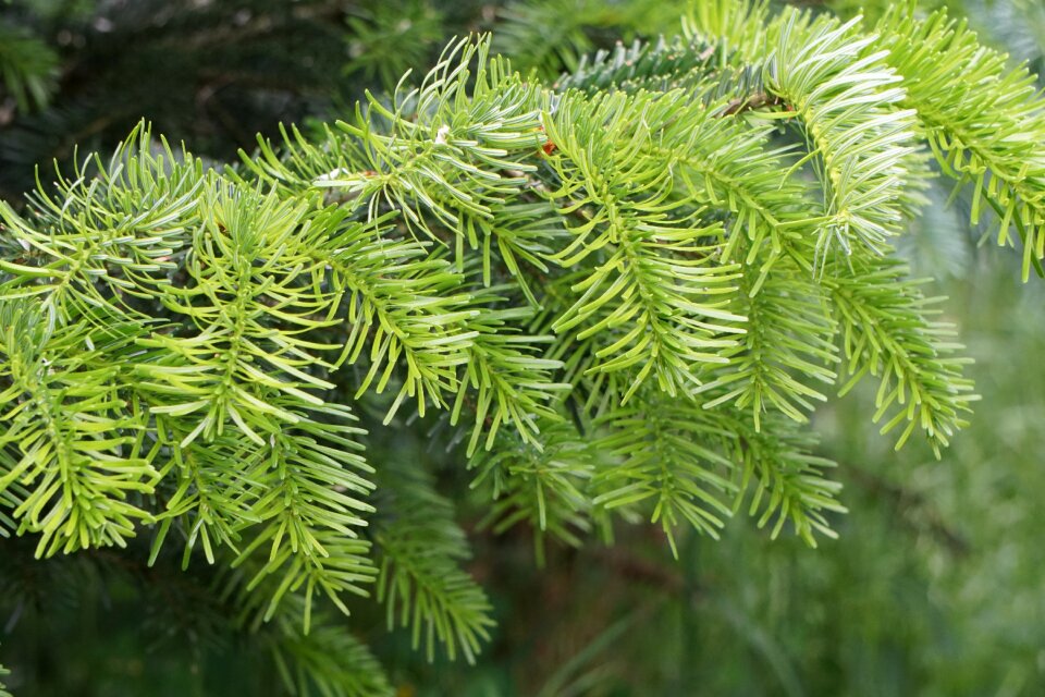 Needles branch conifer - Free Stock Photos | Creazilla