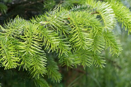 Needles branch conifer