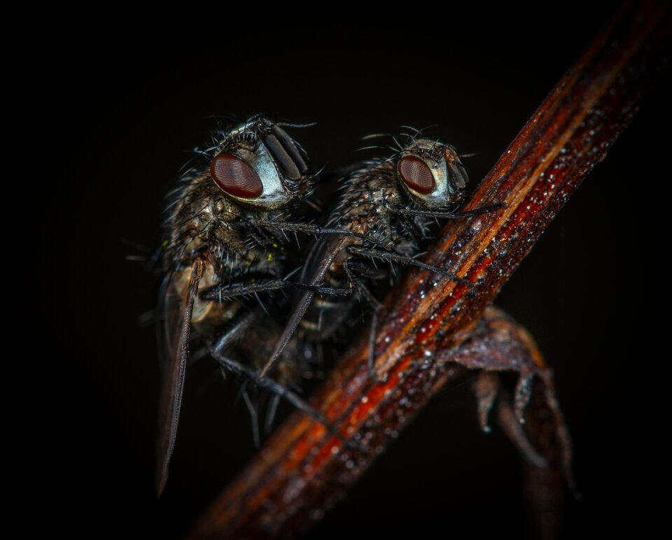 Animals nature flies
