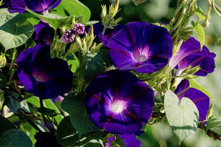 Morning glory bright funnel thread