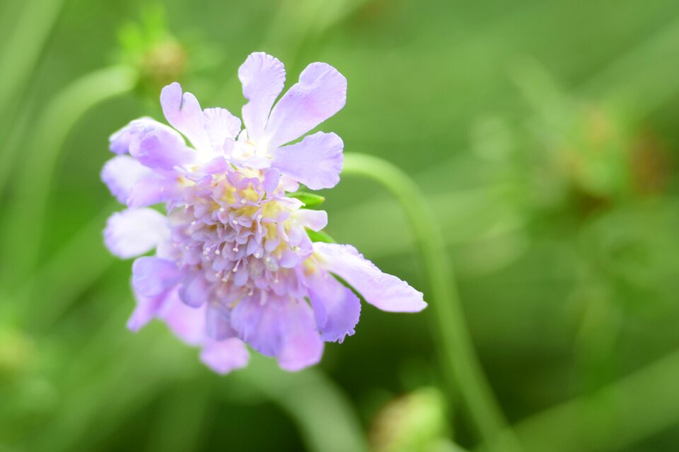 Flowers lilac nature