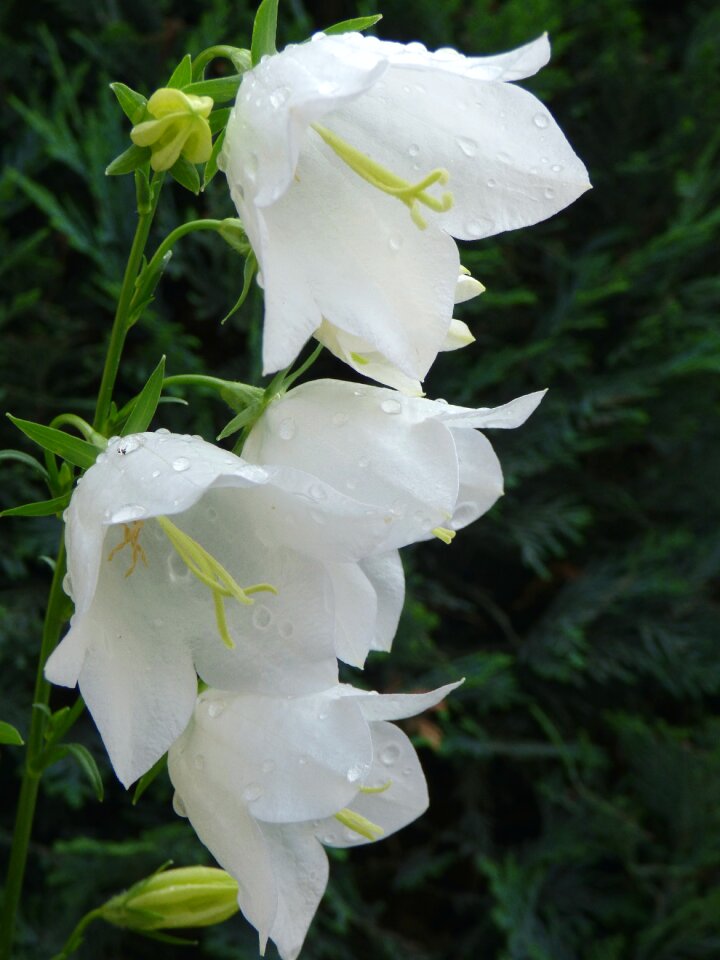 Flower nature white flower