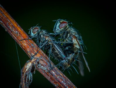 Living nature fly flies