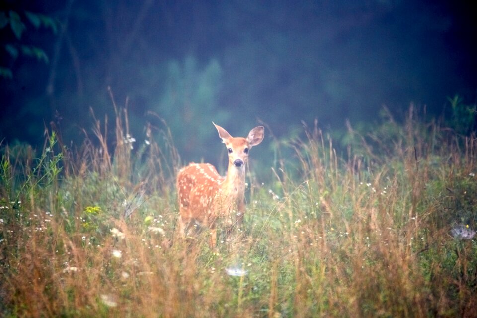 Mammal wild wildlife photo