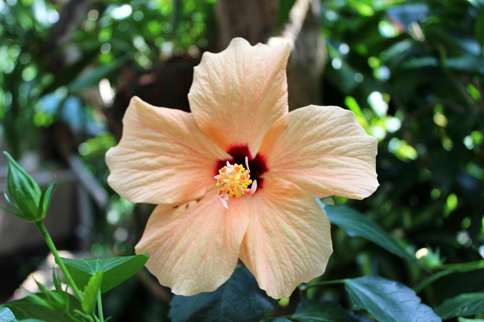 Bloom plant nature