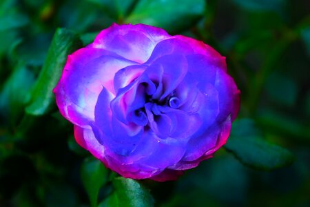 Nature bloom garden