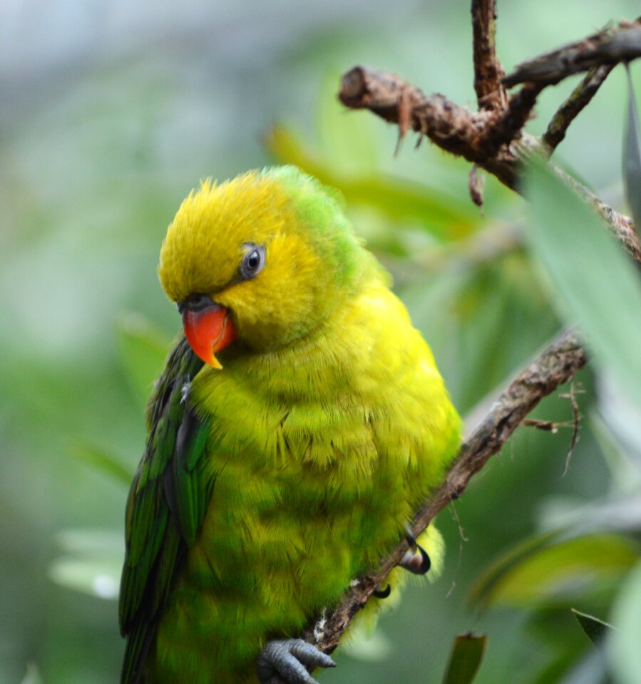 Yellow colorful fauna