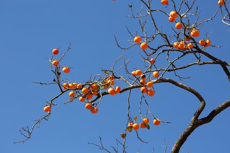 Home korea in autumn photo