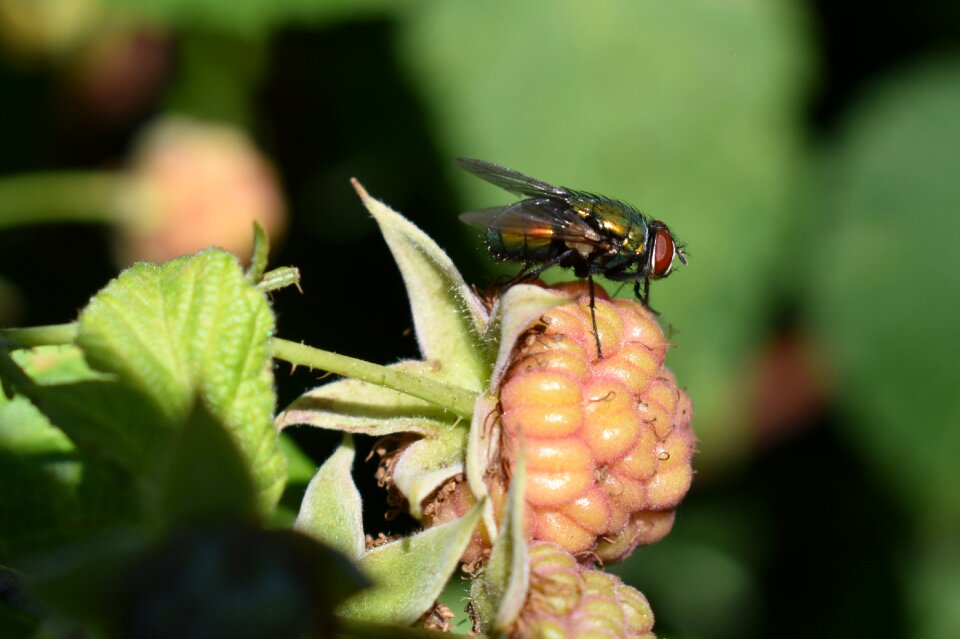 Garden nature bug