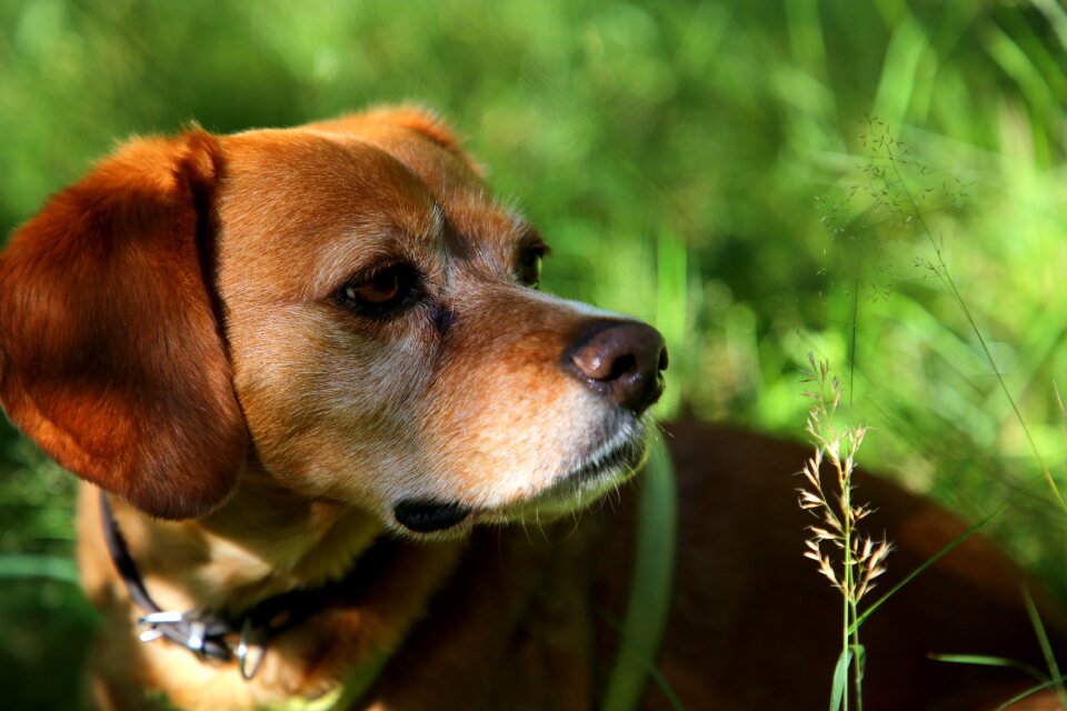 Pet portrait brown