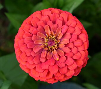 Red flower petals