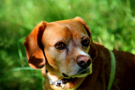 Pet portrait brown photo