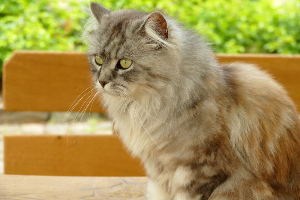 Mammal fauna long-haired
