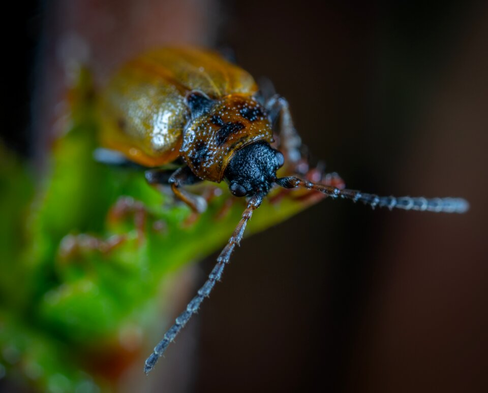 Nature animals macro
