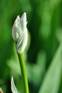 Nature spring buds