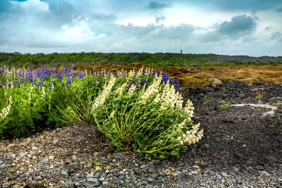 Iceland flowers moss