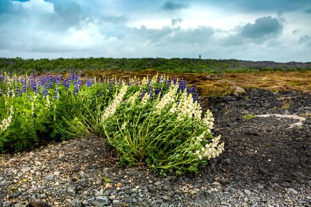 Iceland flowers moss photo