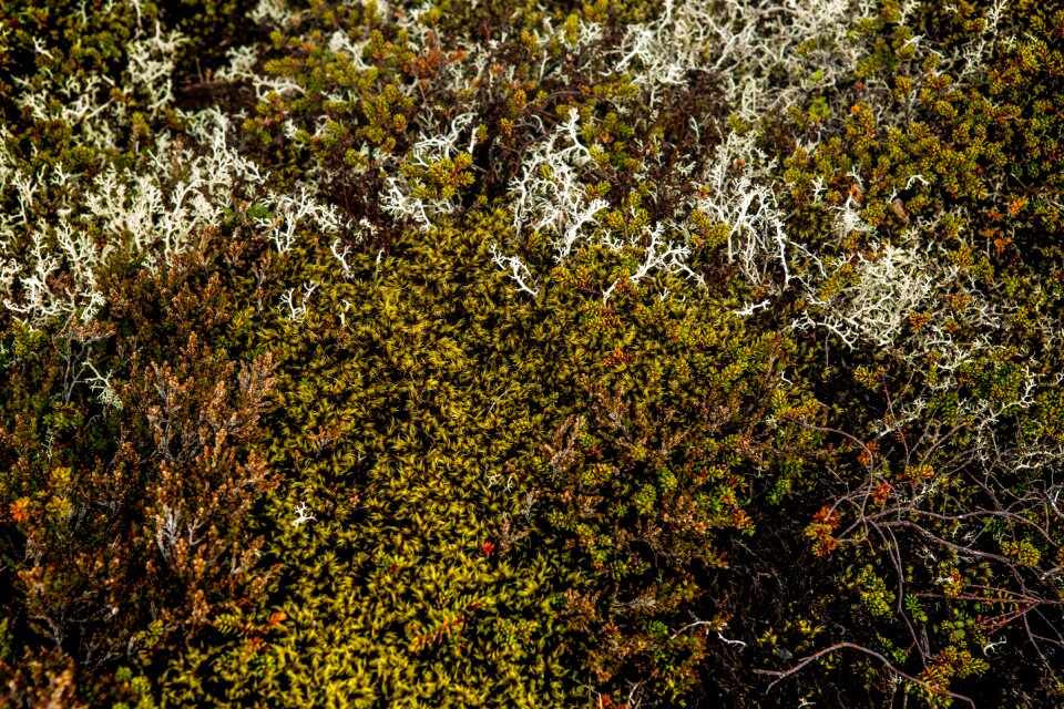 Plants leaves autumn