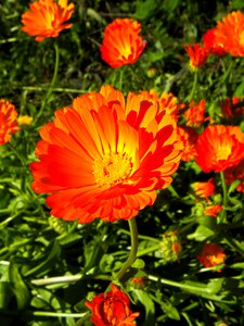Flower plant astrov