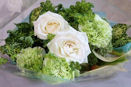 Botany flowering bloom
