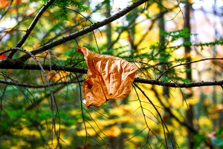 Leaves autumn forests photo