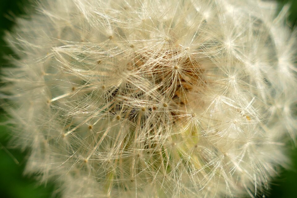 Seed propagation spread