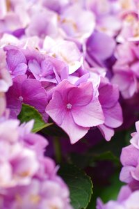 Pink close up mediterranean photo