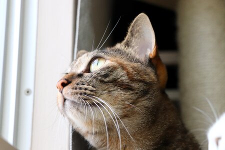 Pet the world of animals whisker