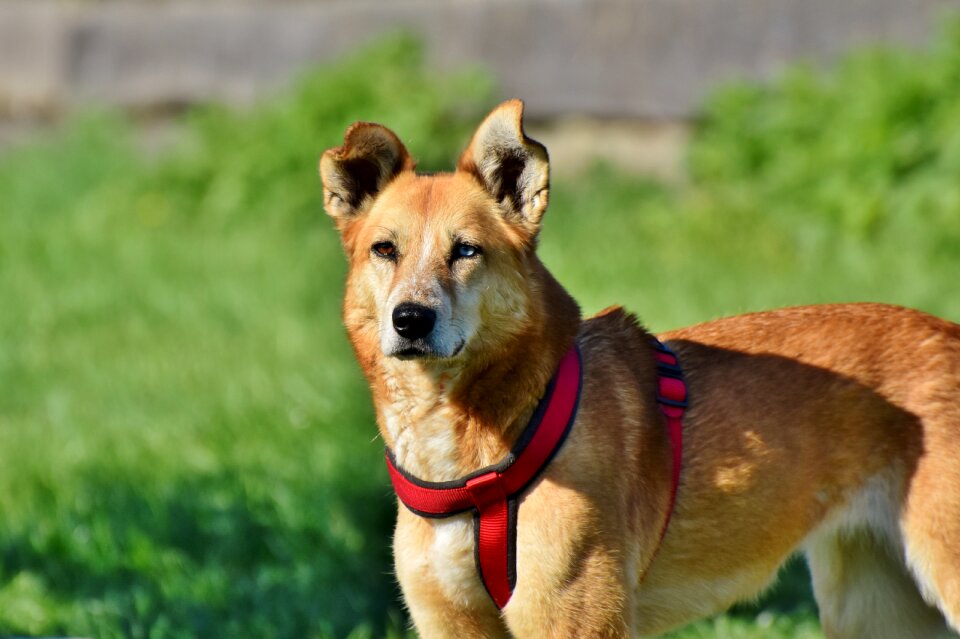 Mixed breed dog attention friend