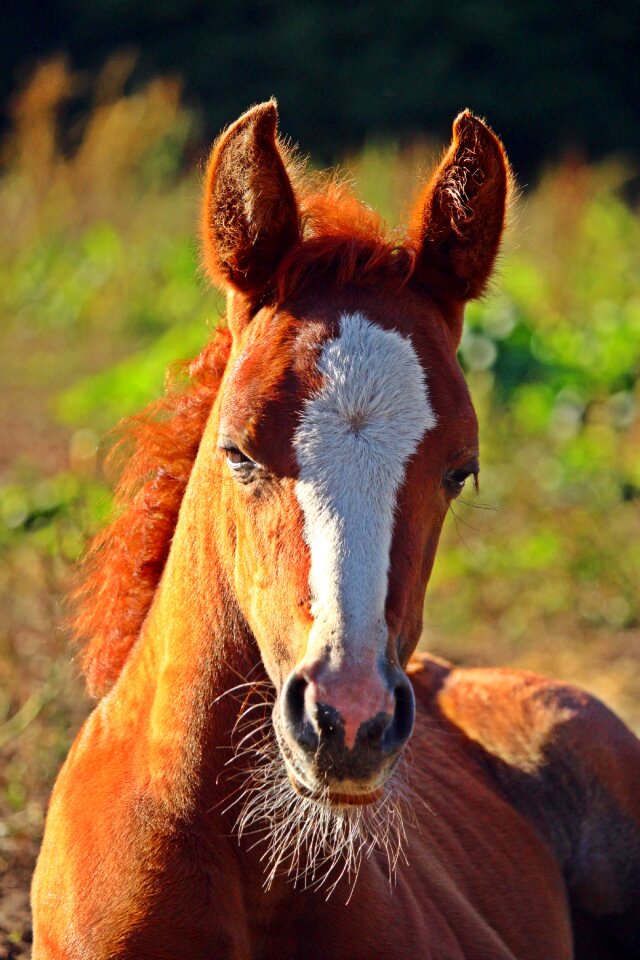 Blaze mare pasture