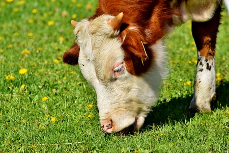 Meadow cattle livestock photo