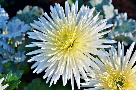 Blossom bloom flower