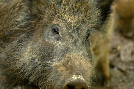 Wild boar wild fauna