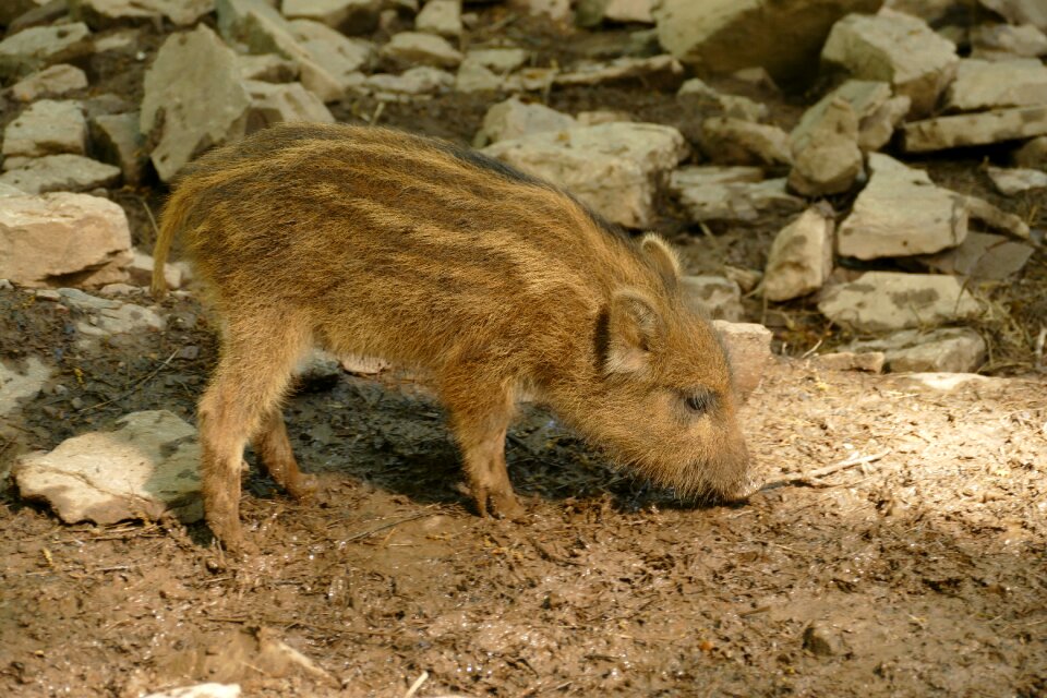 Wild boar young big