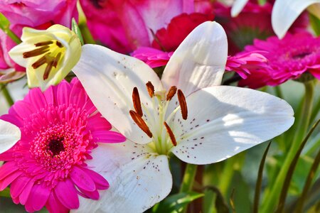 Lilies stamen pistil